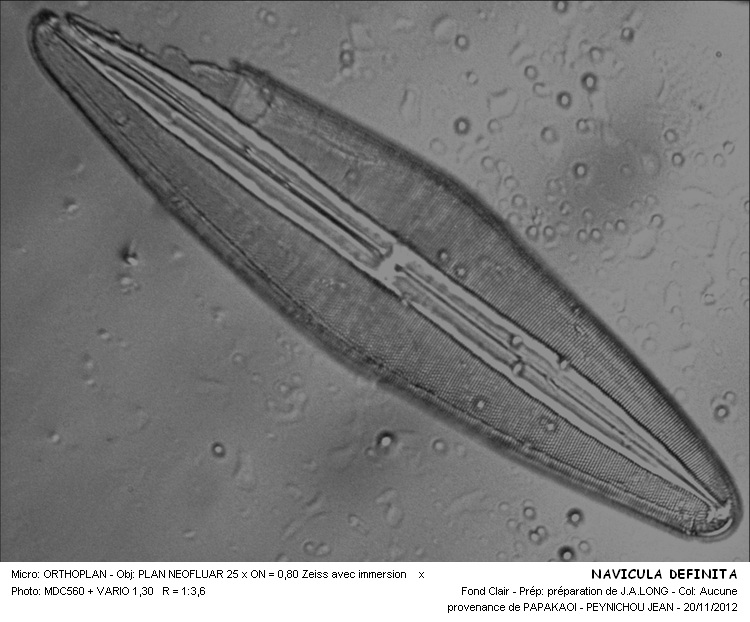 NAVICULA DEFINITA #31924