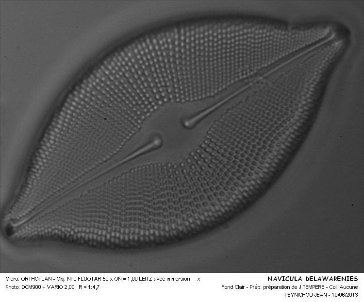 NAVICULA DELAWARENSIS #31920