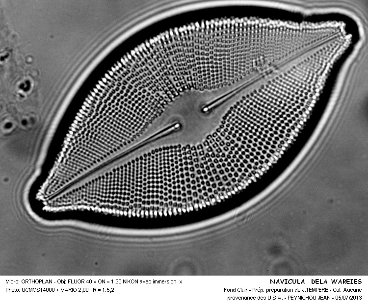 NAVICULA DELAWARENSIS #32580