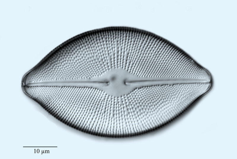 Navicula delewarensis var. robusta #56935