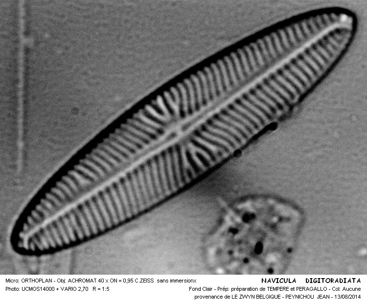 NAVICULA DIGITORADIATA #38493