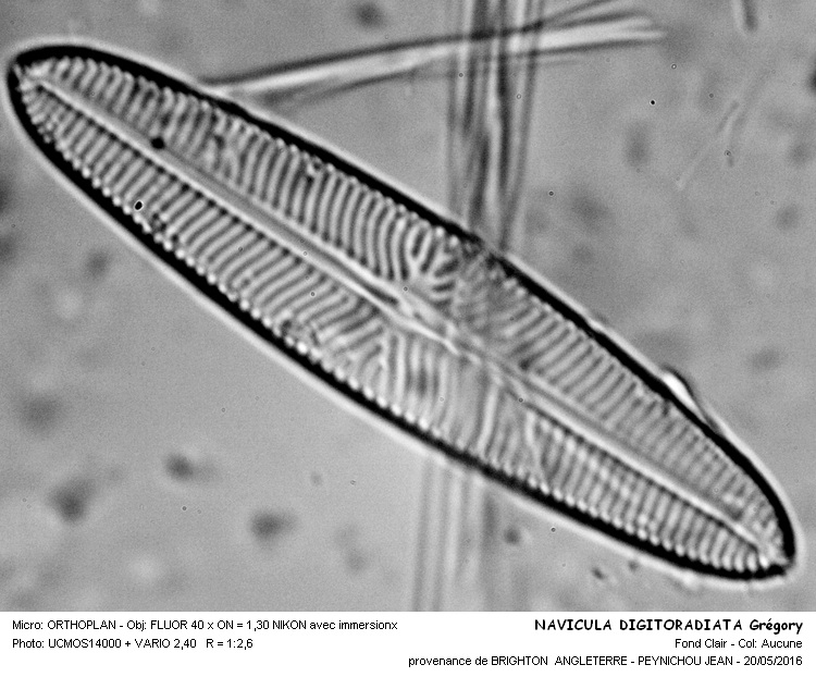NAVICULA DIGITORADIATA Grégory #45272