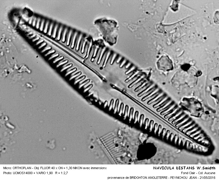 NAVICULA DISTANS W.Smidth #45285