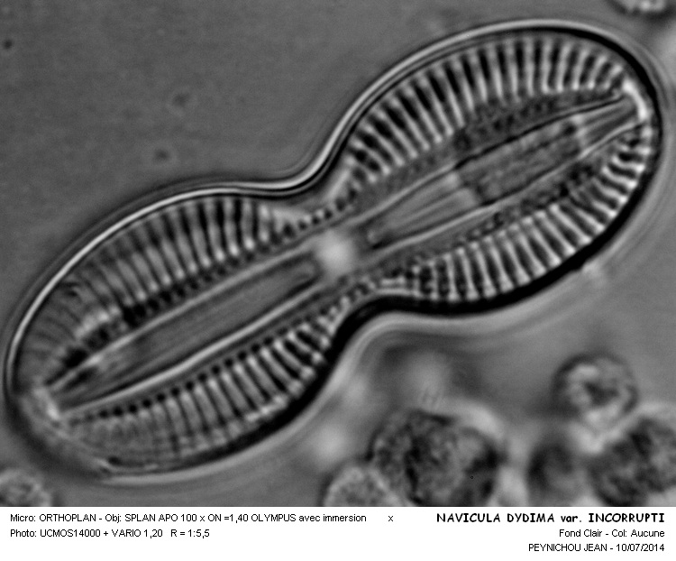 NAVICULA DYDIMA var. INCORRUPTI #38177