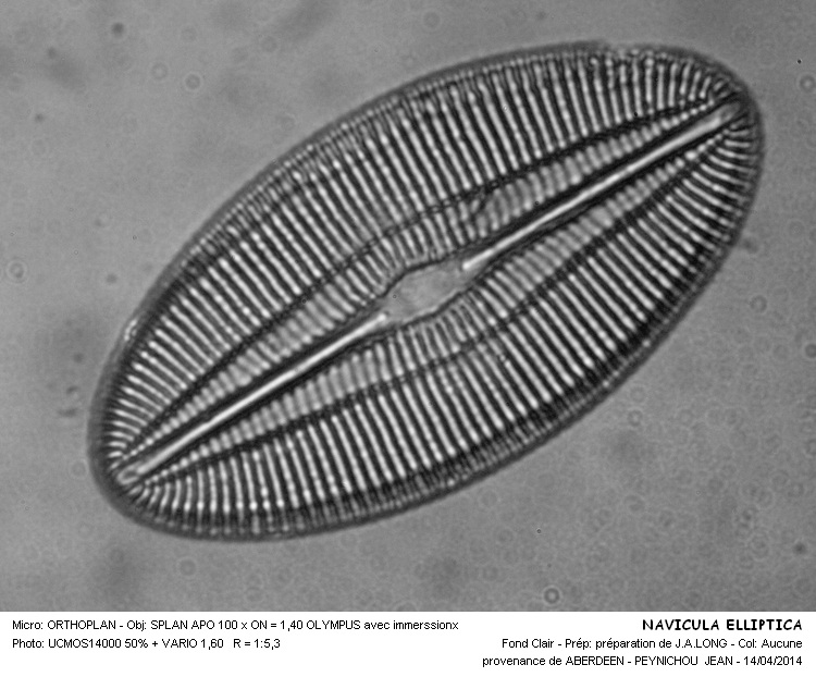 NAVICULA ELLIPTICA #37176