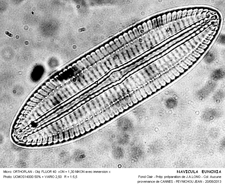 NAVICULA EUDOXIA #33397