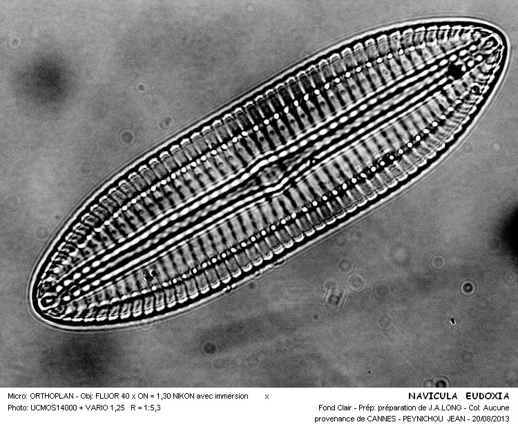 NAVICULA EUDOXIA #33398