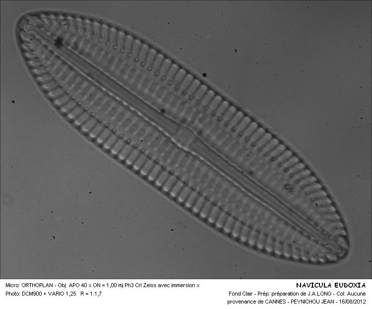 NAVICULA EUDOXIA #31906