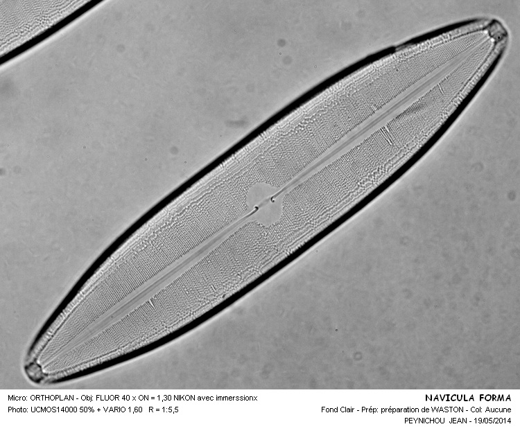 NAVICULA FORMA #37603