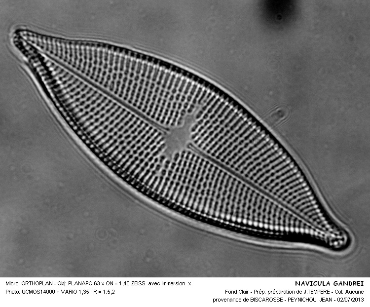 NAVICULA GANDREI #32543