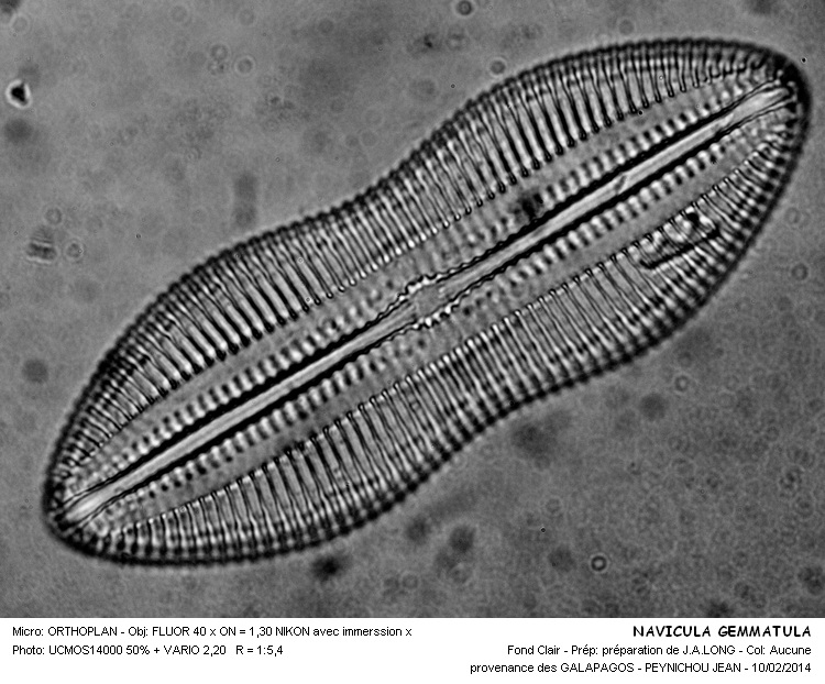 NAVICULA GEMMATULA #36251