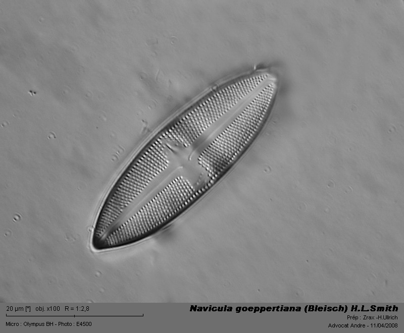 Navicula goeppertiana (Bleisch) H.L.Smith #3268