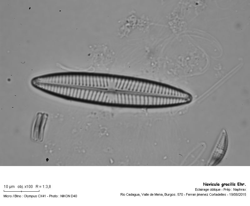 Navicula gracilis Ehrenberg #44128