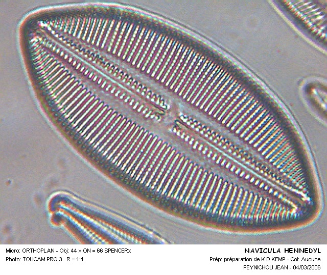 NAVICULA HENNEDYI #31875