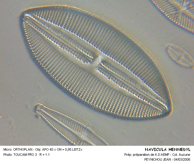 NAVICULA HENNEDYI #31874