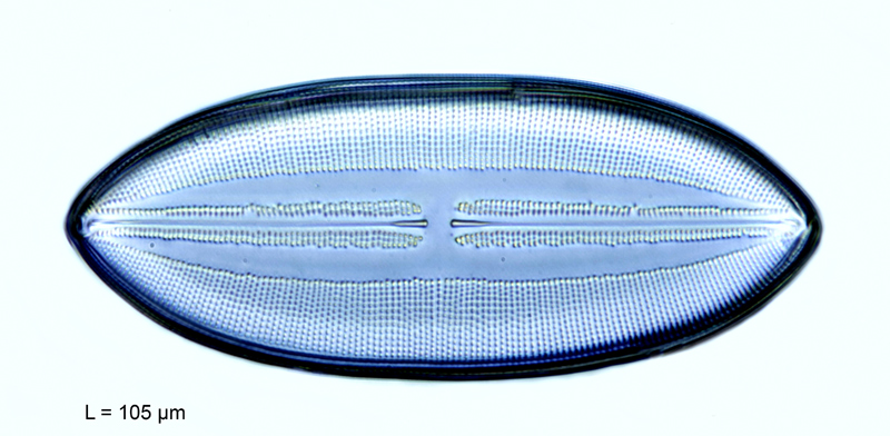 Navicula hennedyi var. fossilis #56261
