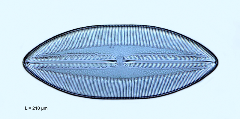 Navicula hennedyi var. fossilis #56262