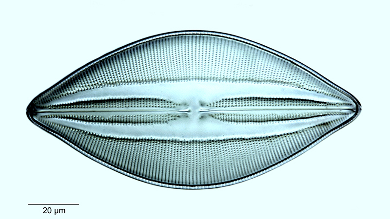 Navicula hennedyi #53383