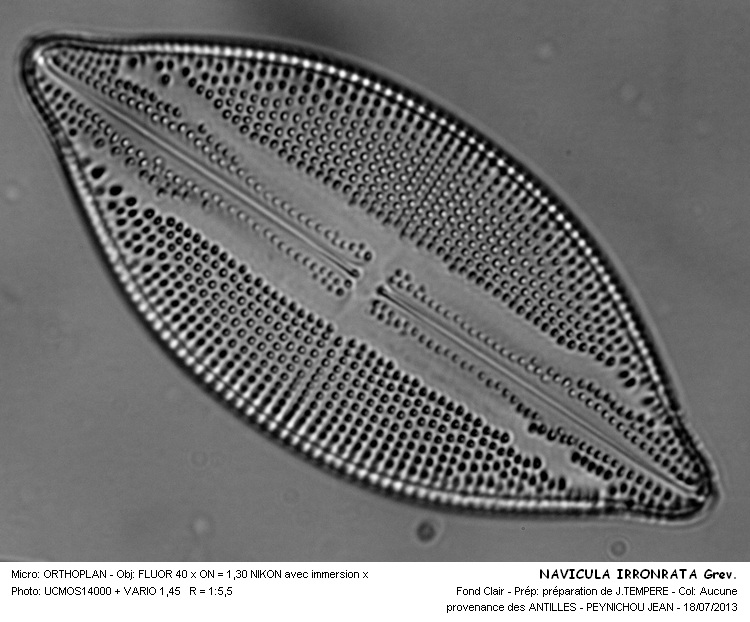 NAVICULA IRRORATA Grev #32763