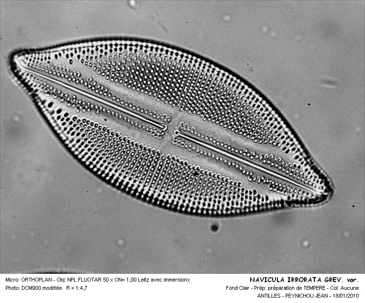 Navicula irrorata Grév. (Contrib.J.Peynichou) #14196