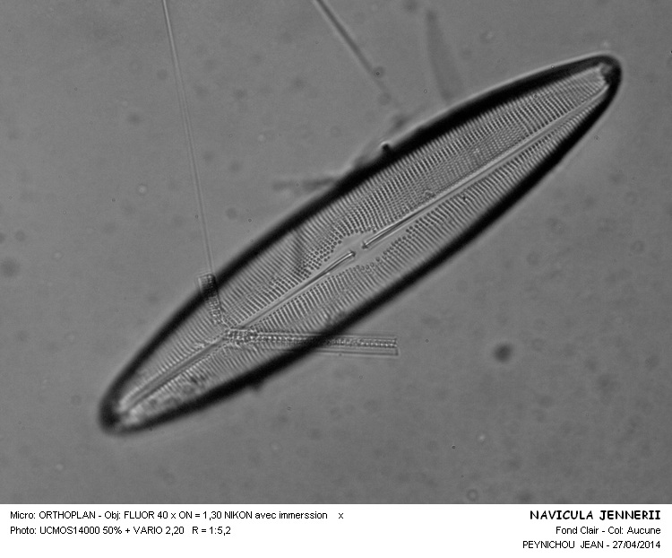 NAVICULA JENNERII #37311