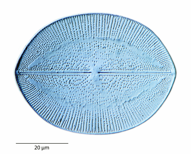 Navicula lampra #41839