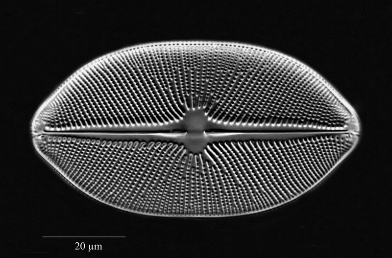 Navicula latissima #69547