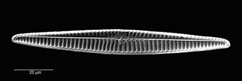 Navicula longa #69599