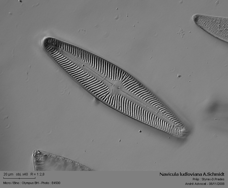 Navicula ludloviana A.Schmidt #6623