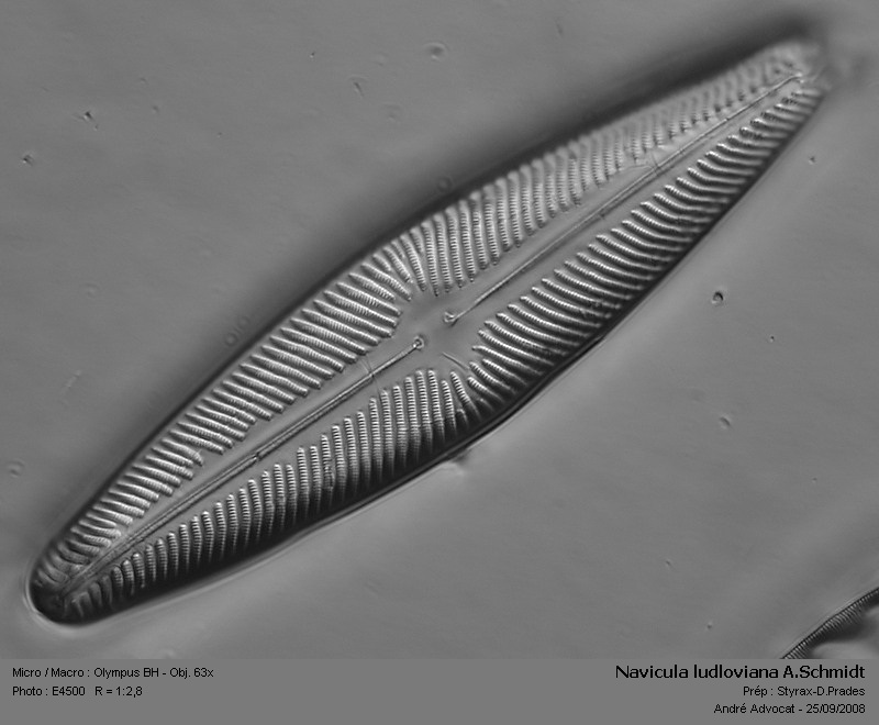 Navicula ludloviana A.Schmidt #6624
