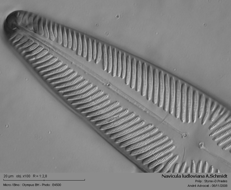 Navicula ludloviana A.Schmidt #6625