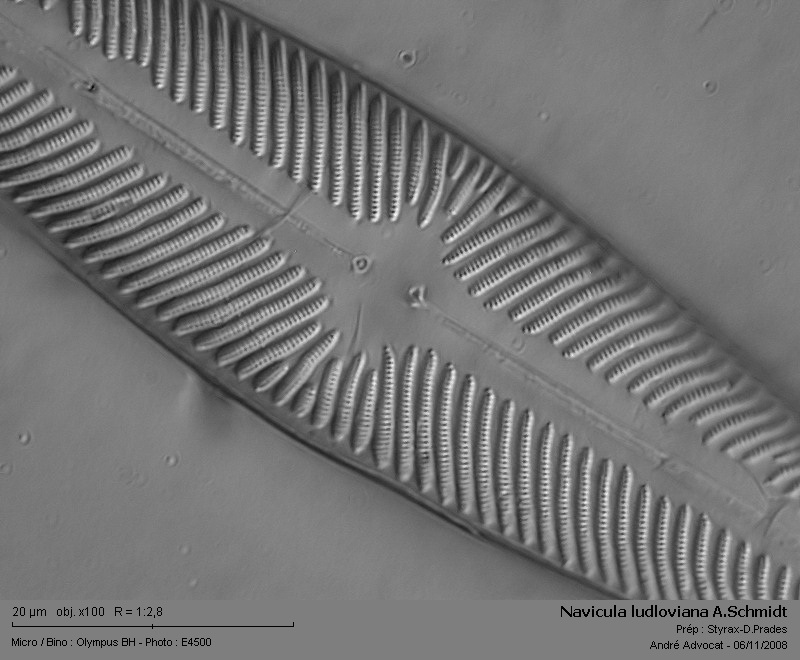 Navicula ludloviana A.Schmidt #6626
