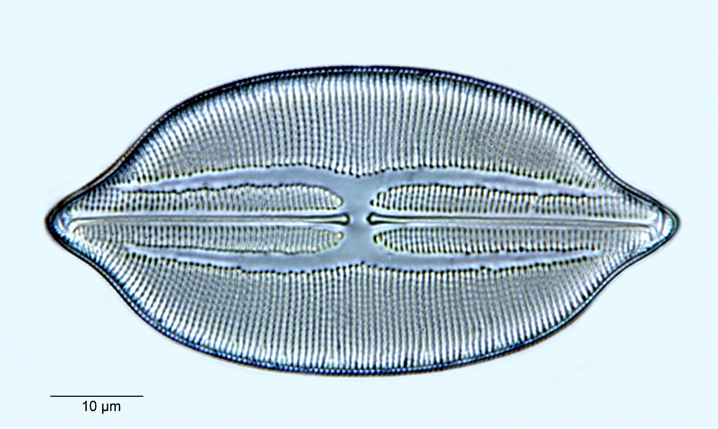 Navicula lyra var. dilatata #56254