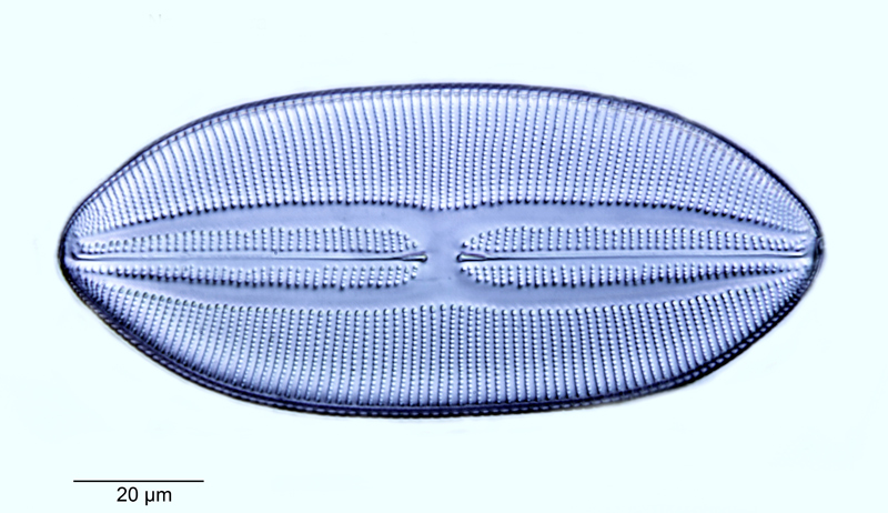 Navicula lyra var. intermedia #55029