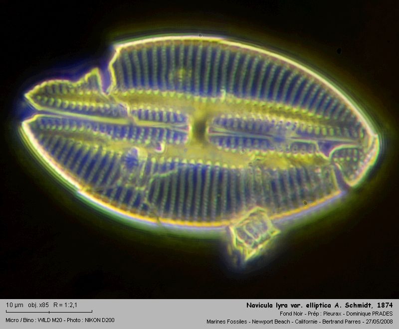 Navicula lyra var. elliptica A. Schmidt, 1874, #4118