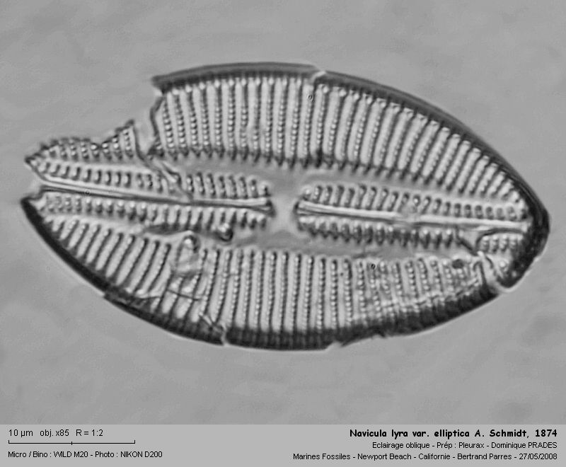Navicula lyra var. elliptica A. Schmidt, 1874, #4117