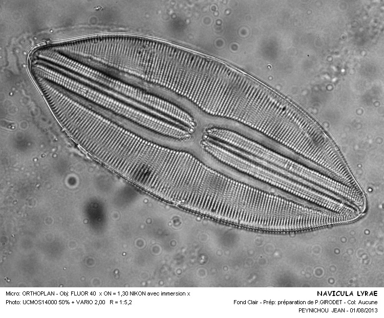 NAVICULA LYRAE #32991