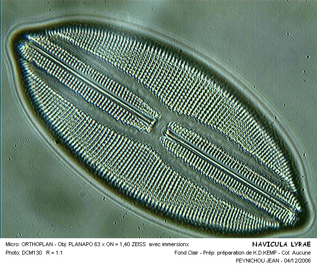 NAVICULA LYRAE #31865