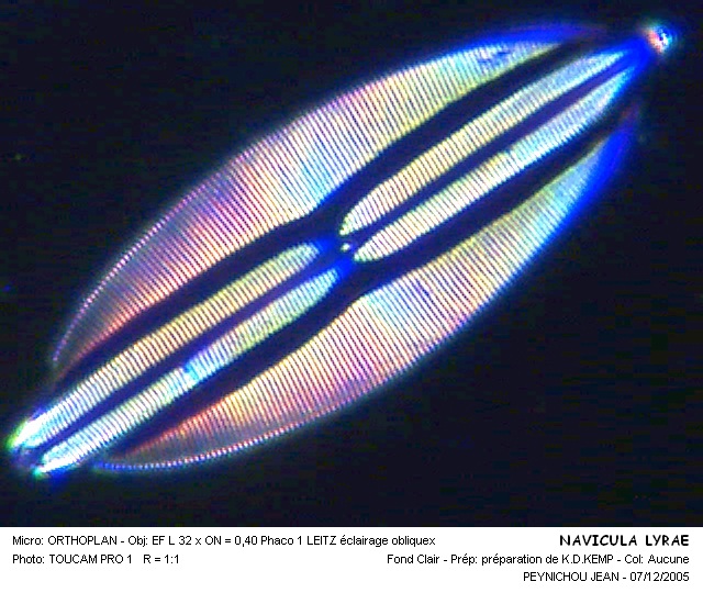 NAVICULA LYRAE #31864