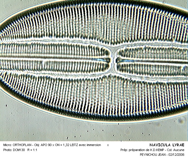 NAVICULA LYRAE #31866
