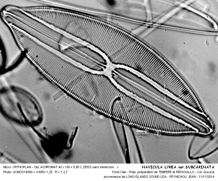 NAVICULA LYRAE var.SUBCARINATA #39662
