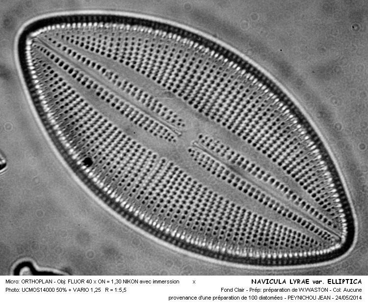 NAVICULA LYRAE var. ELLIPTICA #37656