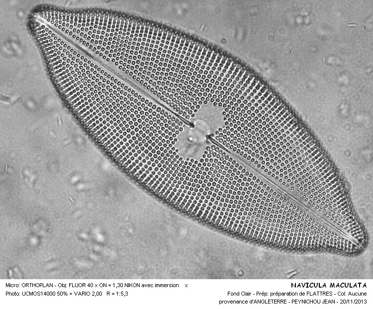 NAVICULA MACULATA #34829