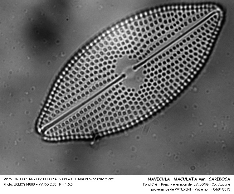 NAVICULA MACULATA #31861