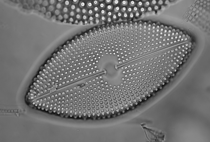 Navicula maculata forma californica #48072