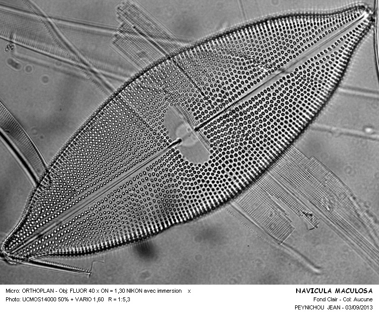 NAVICULA MACULOSA #33549