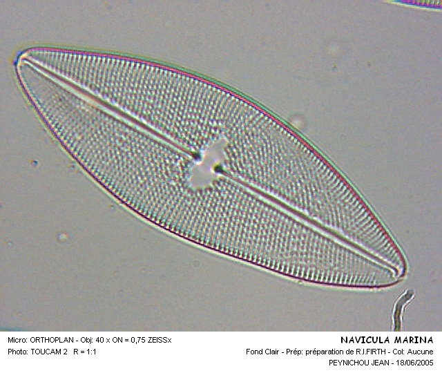 NAVICULA MARINA #31858