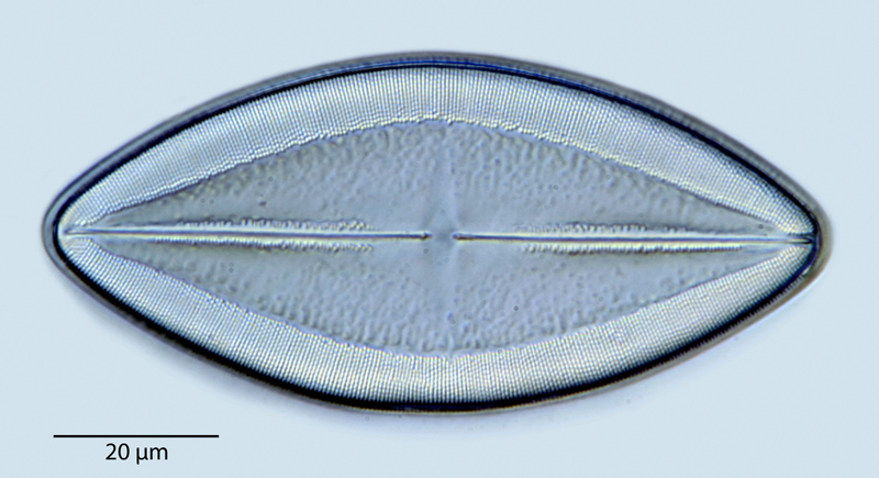 Navicula mediopartita #41139