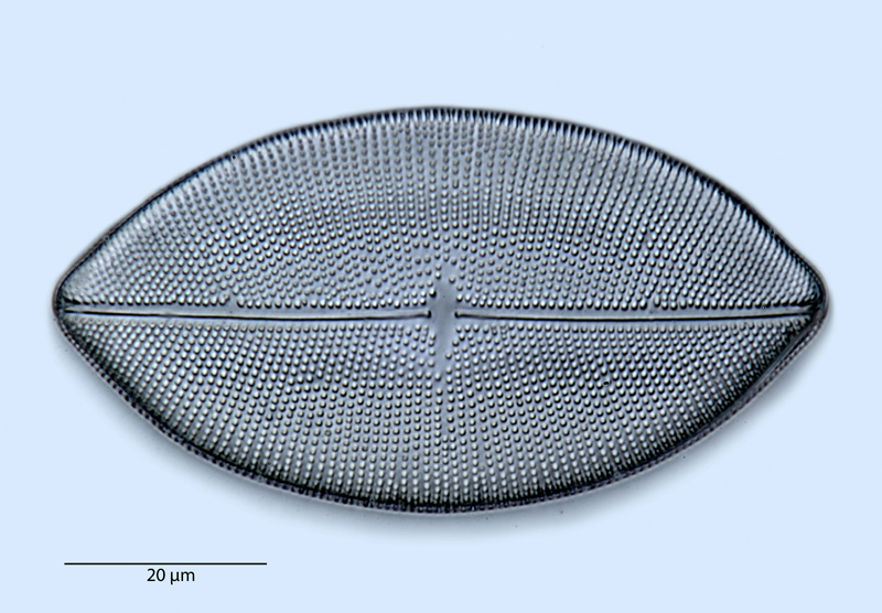 Navicula meridiepacifica #40745