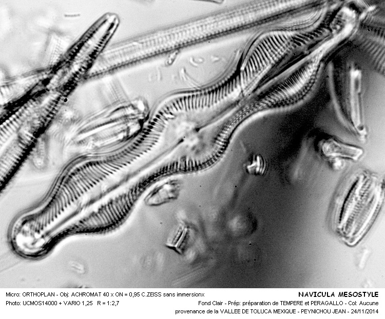 NAVICULA MESOSTYLE #39841